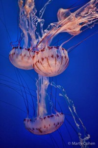 Purple-Striped Jellyfish