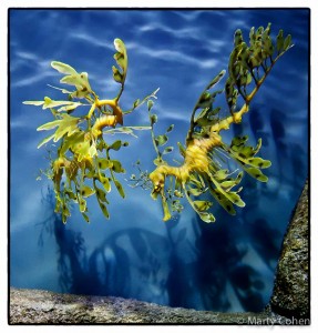 Leafy sea dragons and shadow