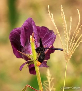 African Hibiscus and the Hibiscus Wasp