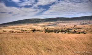 The rich, warm beauty of the Masai Mara Savannah