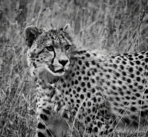 A Young Cheetah