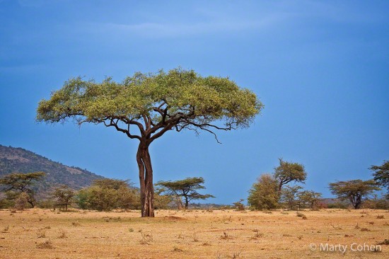 Masai Mara Acacia Tree | Marty Cohen Photography