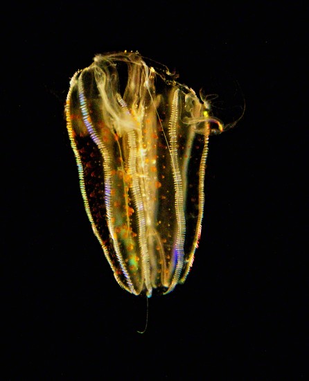 The Spotted Comb Jellyfish 