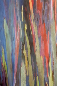 Rainbow Eucalyptus Tree