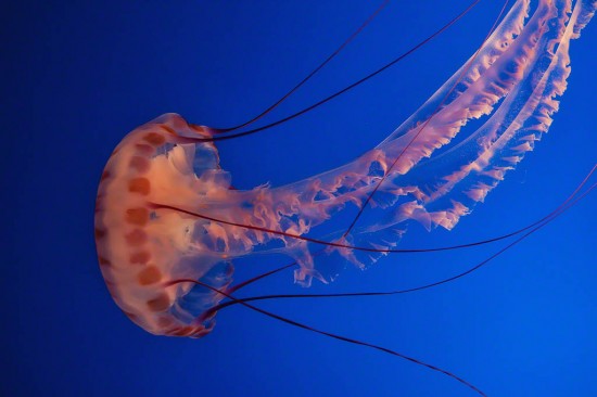 The Graceful Purple-Striped Jellyfish | Marty Cohen Photography