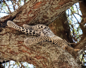 A Young Sleeping Leopard