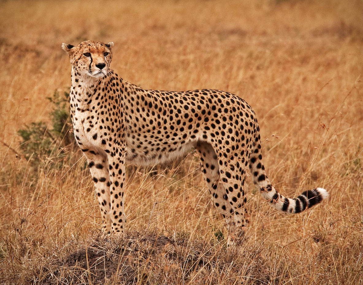 Cheetah on the savannah | Marty Cohen Photography