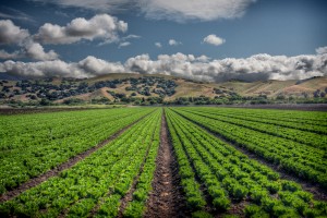 Row Crops in Spreckels