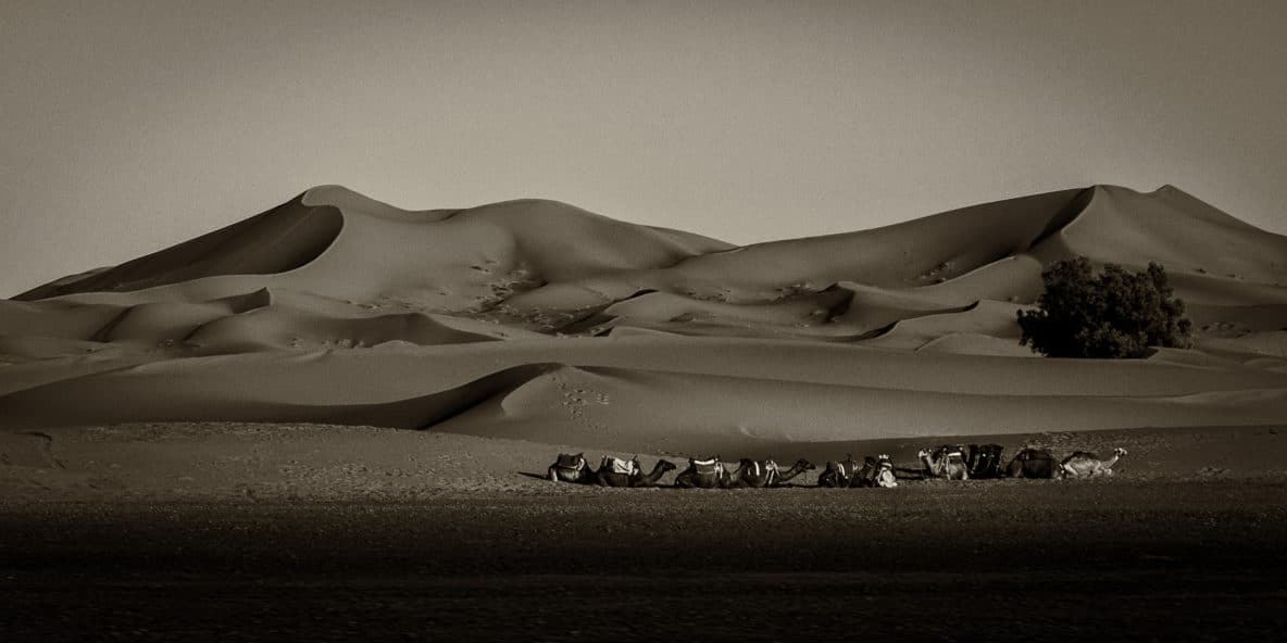 Sahara Caravan (Morocco)